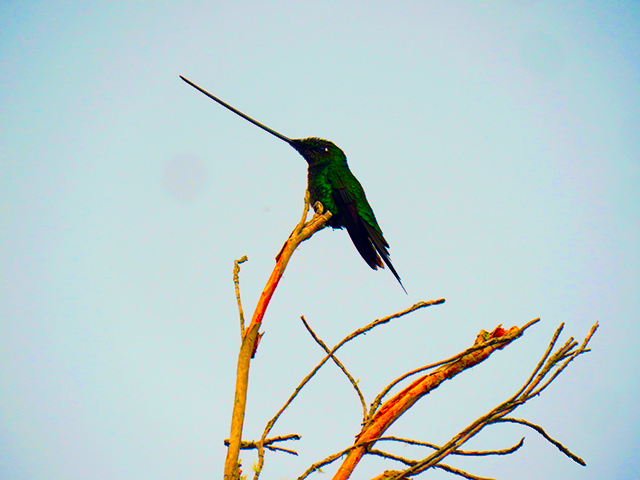 Sword-billed-Hummingbird-Yanacocha,-Pichincha-EC by Ventures Birding Tours